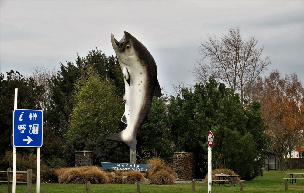 Rakaia Salmon